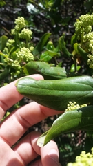 Ceanothus velutinus velutinus