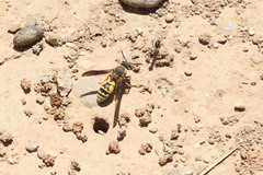 Tropidodynerus flavus