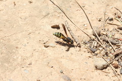 Tropidodynerus flavus