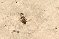 Tropidodynerus flavus