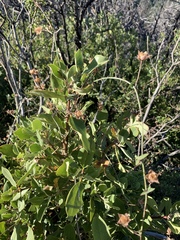 Lonicera interrupta