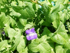 Maurandya antirrhiniflora