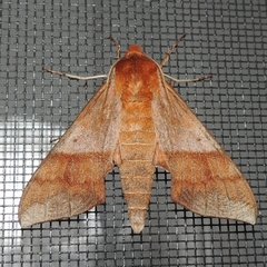 Darapsa choerilus