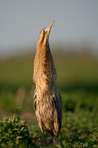 Eurasian Bittern