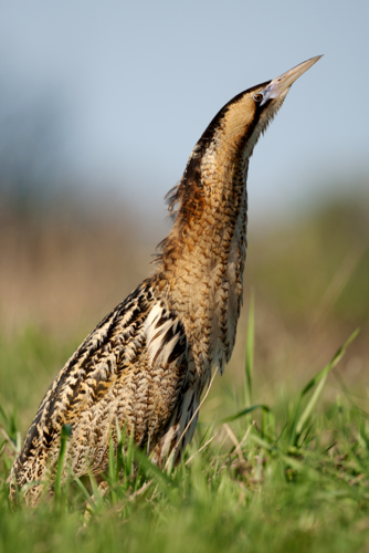 Eurasian Bittern