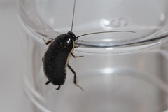 Loboptera canariensis