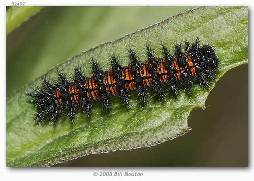 Harris's Checkerspot