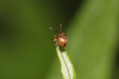 Nanophyes marmoratus