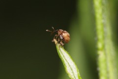 Nanophyes marmoratus