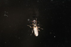 Nemopoda nitidula