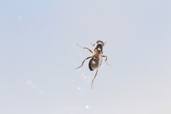 Nemopoda nitidula