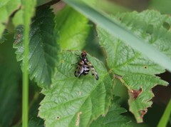 Otites porcus