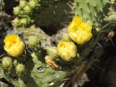 Opuntia robusta