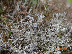 Cladonia ciliata