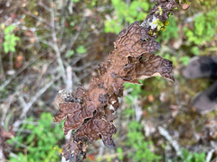 Lobaria anomala