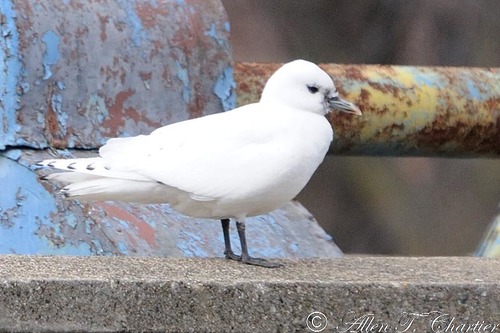 Ivory Gull, photo 4 of 10