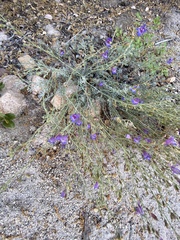 Penstemon californicus