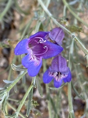 Penstemon californicus