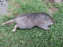 Cratogeomys merriami