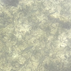 Alosa pseudoharengus