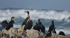 Cape Cormorant photo 4