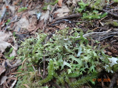 Tuckermanopsis subalpina