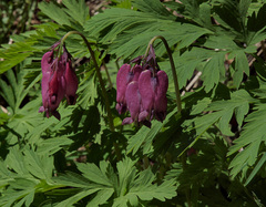 Dicentra formosa formosa