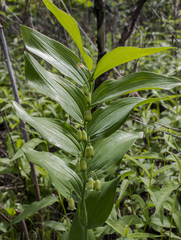 Polygonatum biflorum commutatum