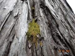 Pterigynandrum filiforme