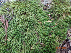 Racomitrium macounii alpinum