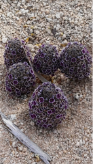 Pholisma arenarium