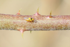 Thaumatomyia notata