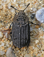 Thanatophilus dispar