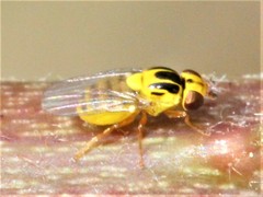 Thaumatomyia notata