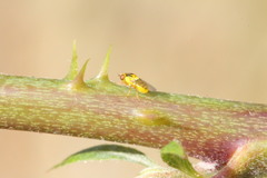 Thaumatomyia notata
