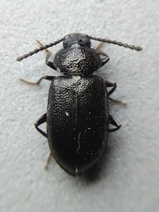 Anaedus