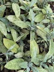 Salvia officinalis