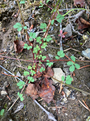 Acmispon parviflorus