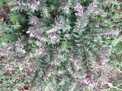 Odontites vulgaris