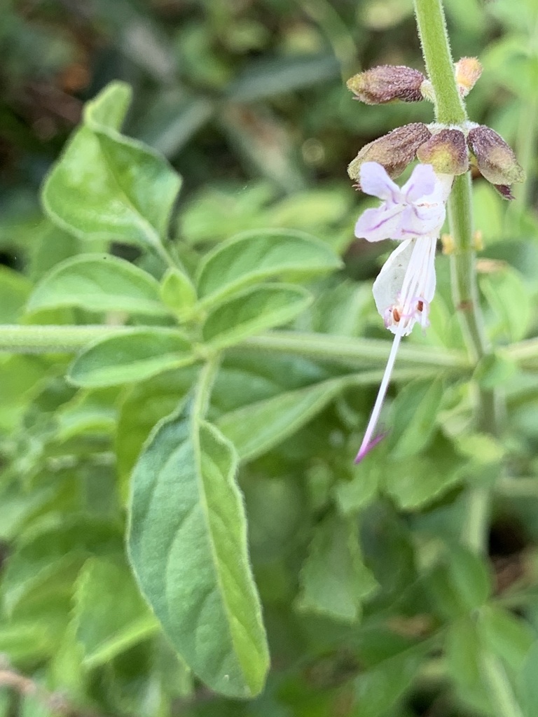 Ocimum reclinatum