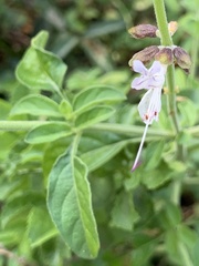 Ocimum reclinatum