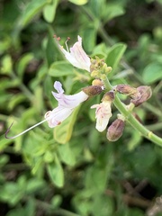 Ocimum reclinatum