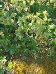Alchemilla saxatilis