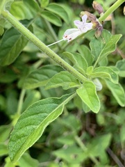 Ocimum reclinatum