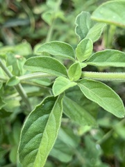 Ocimum reclinatum