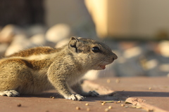 Funambulus pennantii