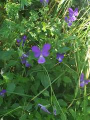 Viola montcaunica