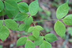 Staphylea trifolia
