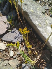 Petrosedum amplexicaule