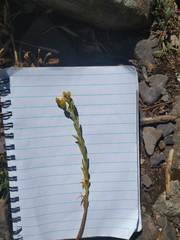 Petrosedum amplexicaule